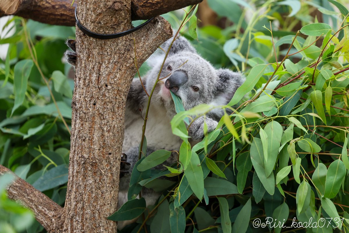コアラ すてきなおとなになって欲しいな🐨🌸🐨👶🥰 20250125