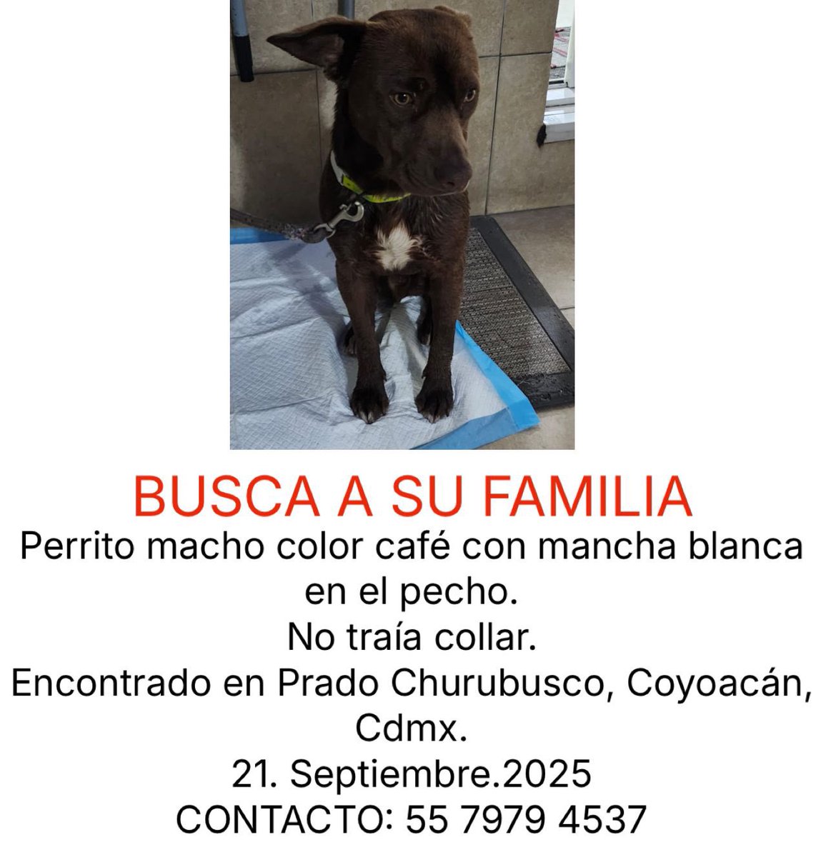 MascotaCoyoacan's tweet photo. 🔴BUSCA A SU FAMILIA🔴

Perrito macho color café con mancha blanca en el pecho. 
No traía collar. 
Encontrado en Prado Churubusco, Coyoacán, Cdmx. 
21. Septiembre.2025 
CONTACTO: 55 7979 4537 https://t.co/oEMybQddhp
