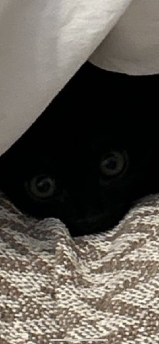 Çita Topalgöbüş / Zeytin The Dabbenur tweet media