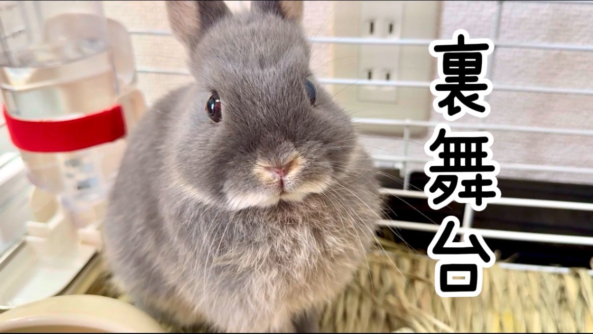 うさぎりんページ うさぎの凛🐰心の処方箋 (@usaginorinn) / X