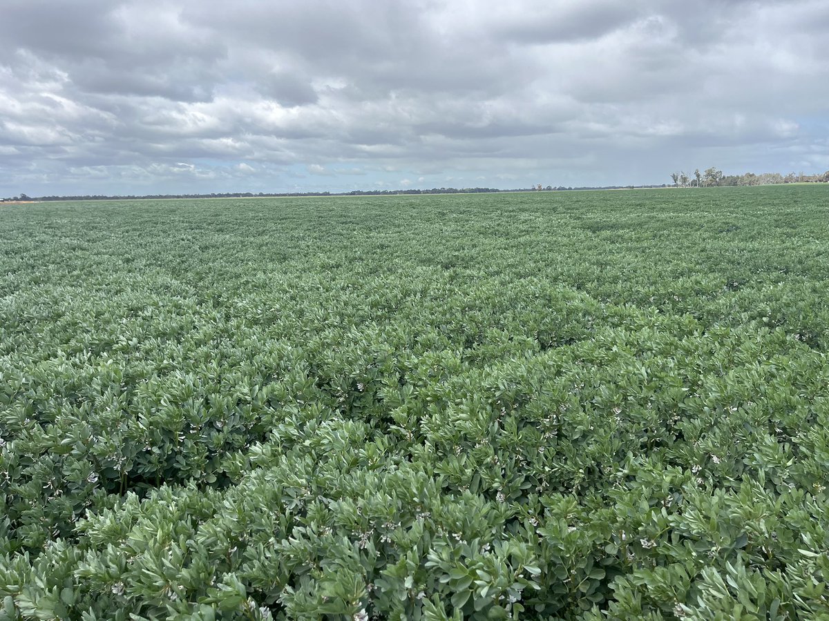 Late sown beans moving now