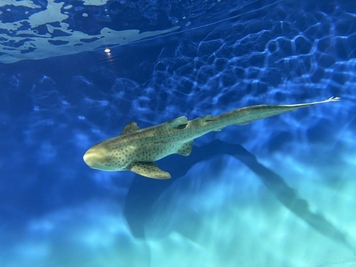 ❌水族館好き(❁ᴗ͈ˬᴗ͈)水族館の生き物 ≪1月の新商品≫アミューズプライズーNEW ITEM！☆ぷちまる