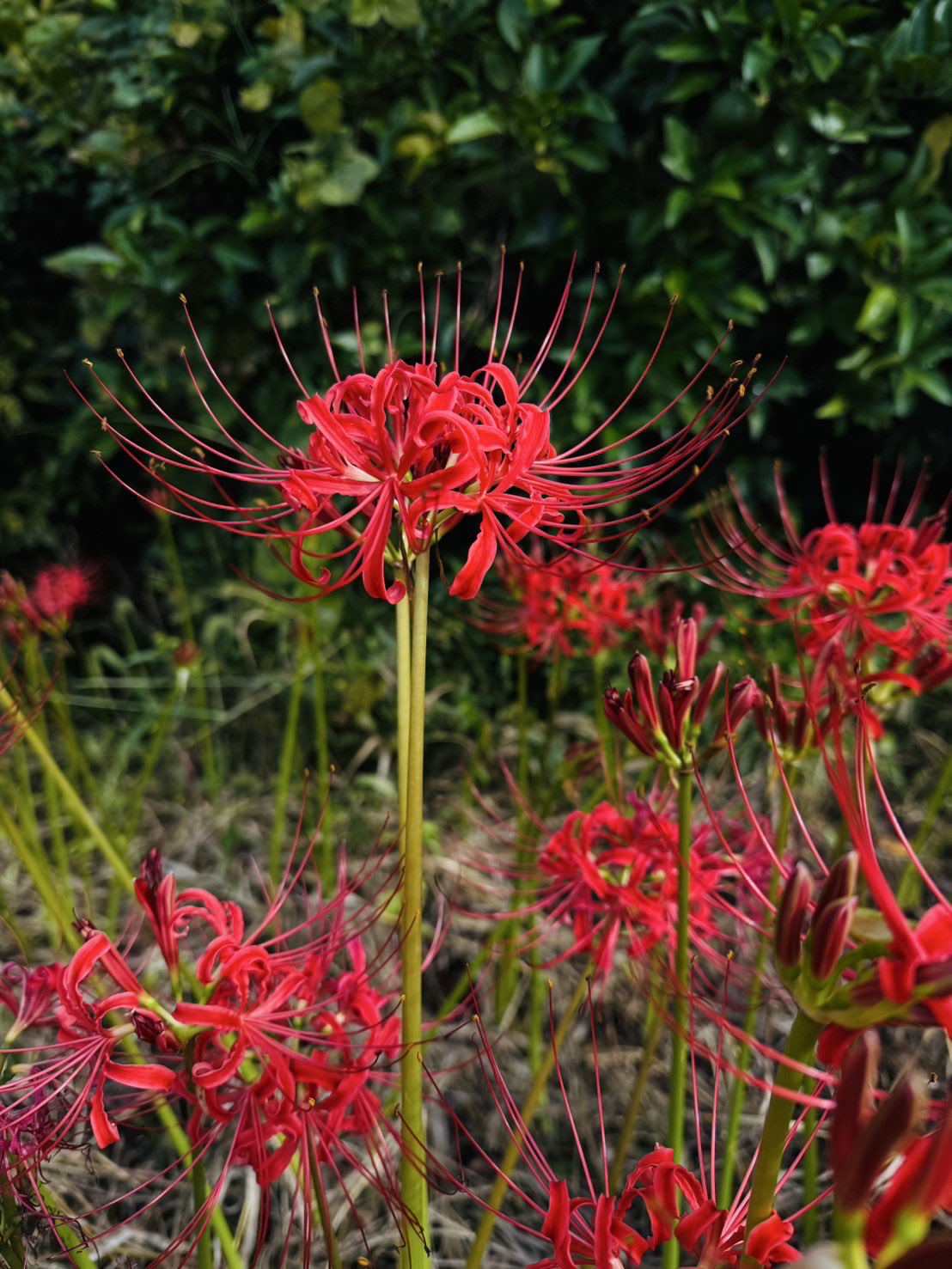 地球花 紫色绣球花的品种名叫无尽夏， 那也正好是我的名字。🌸 The
