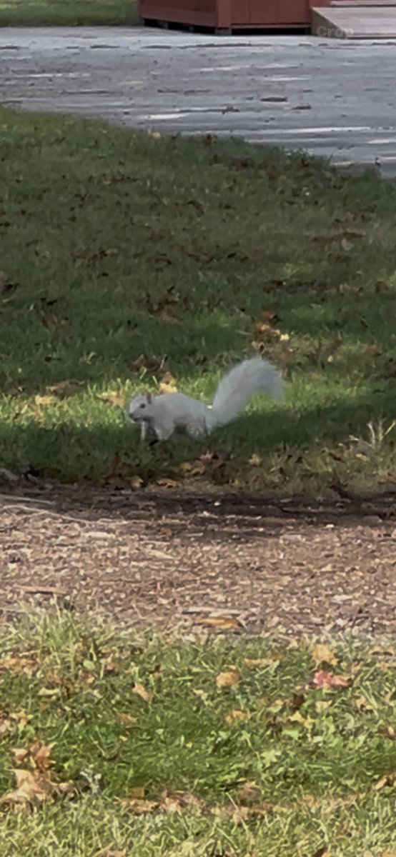 Went to play tennis today with my son and we saw an albino squirrel. First pic has a grey squirrel and the albino. First time I’ve ever seen one.