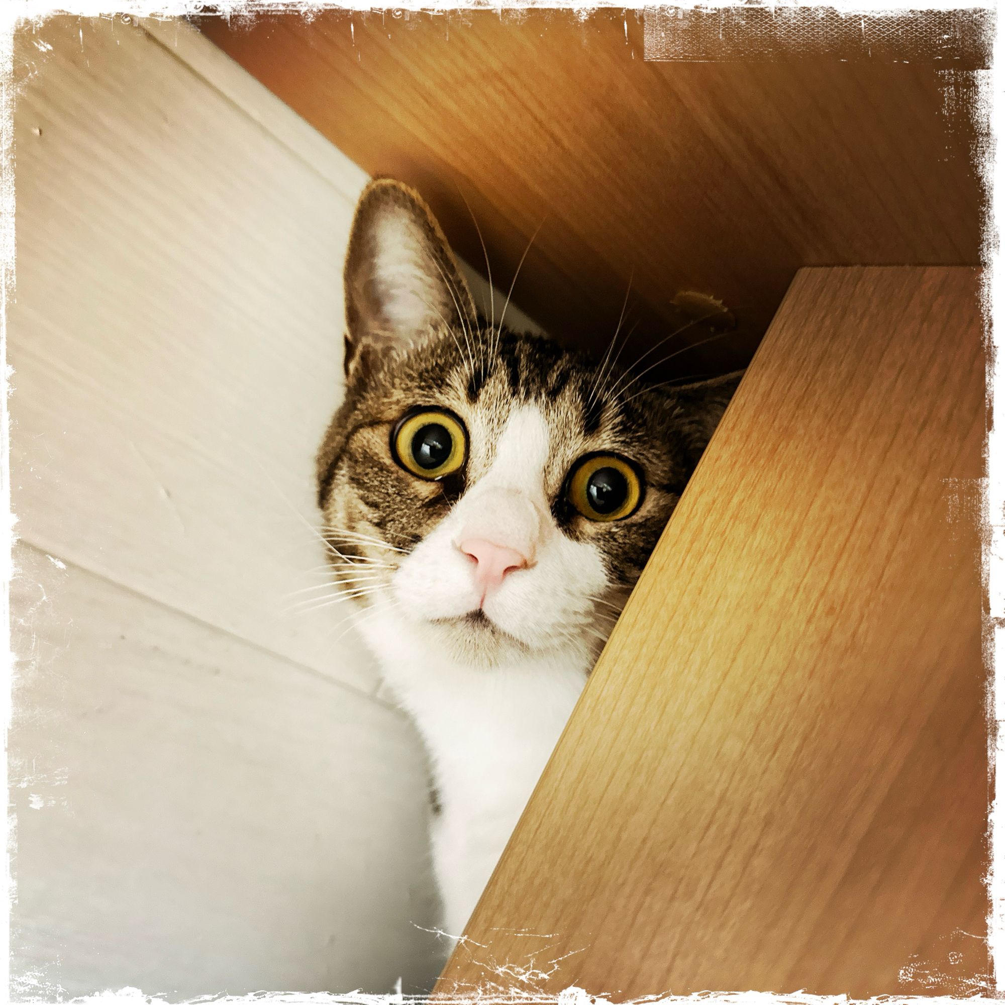 APOLLO 化け猫カフェ ver 展示品