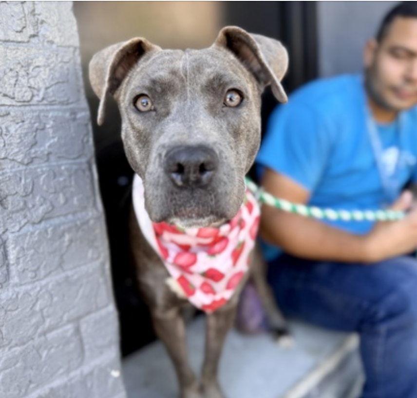 BeeDoDoobieDo's tweet photo. Reintroducing 🚀JUPITER🪐
#PuppyLove 💘#AlluringTails💘
😰this baby girl is fearful in shelter, looking to find her way into a safe place. Jupiter will melt into your lap when she gets to know you.
✨Give this girl the second chance she needs at a forever home🏡 #27DaysInShelter visit her in Manhattan ~ https://t.co/mgVFFoPvhJ (video in replies)