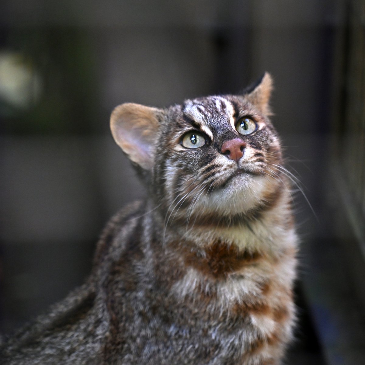 猫だいふく様　プラナロム タナセタム ×2本、ヘリクリサム、アカマツヨーロッパ 猫だいふく様 プラナロム タナセタム ×2本、ヘリクリサム