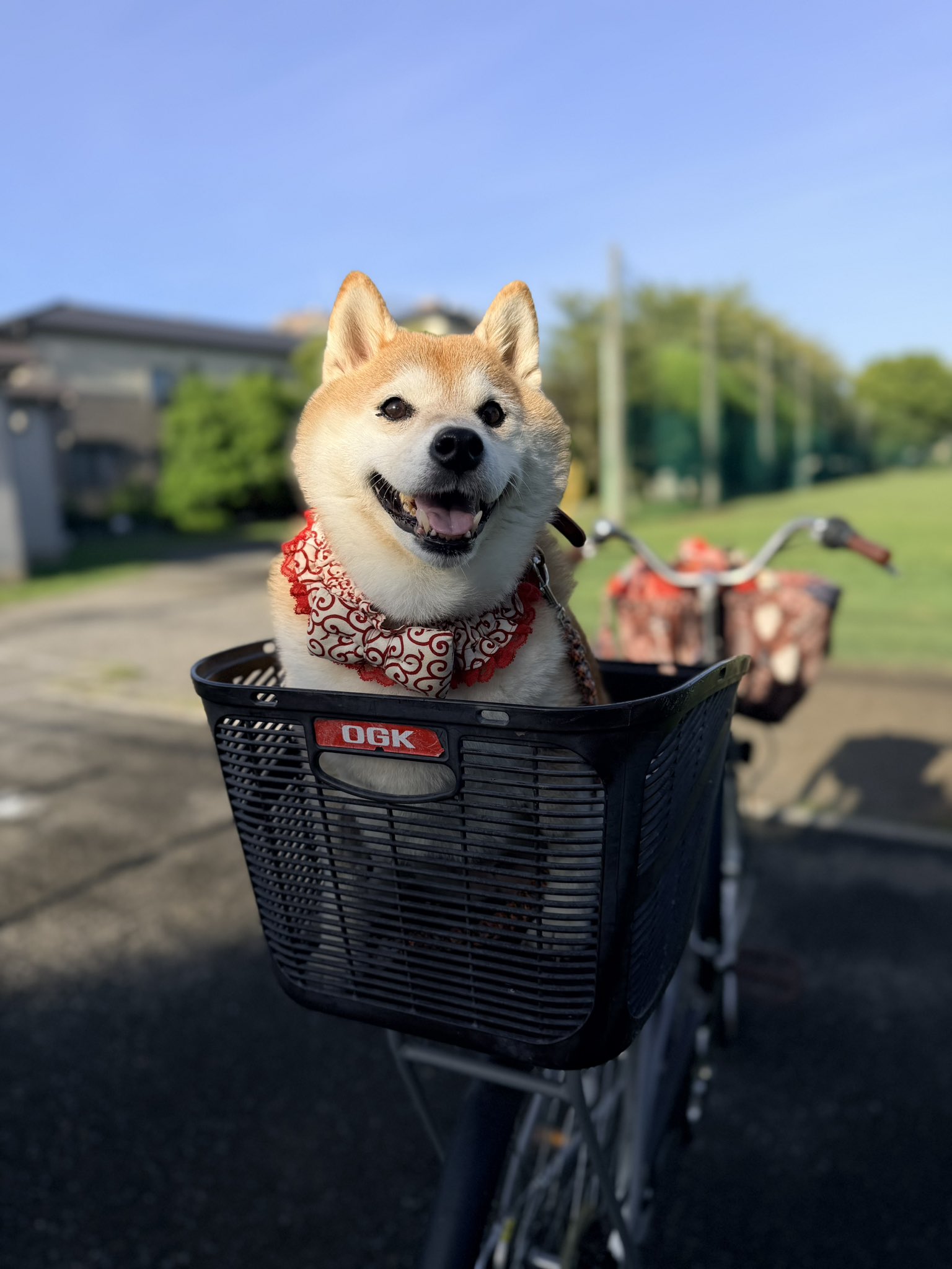 柴犬ハナ (@87shiba87) / X