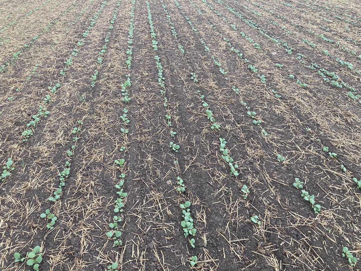 Looks better with a bit of moisture on top.