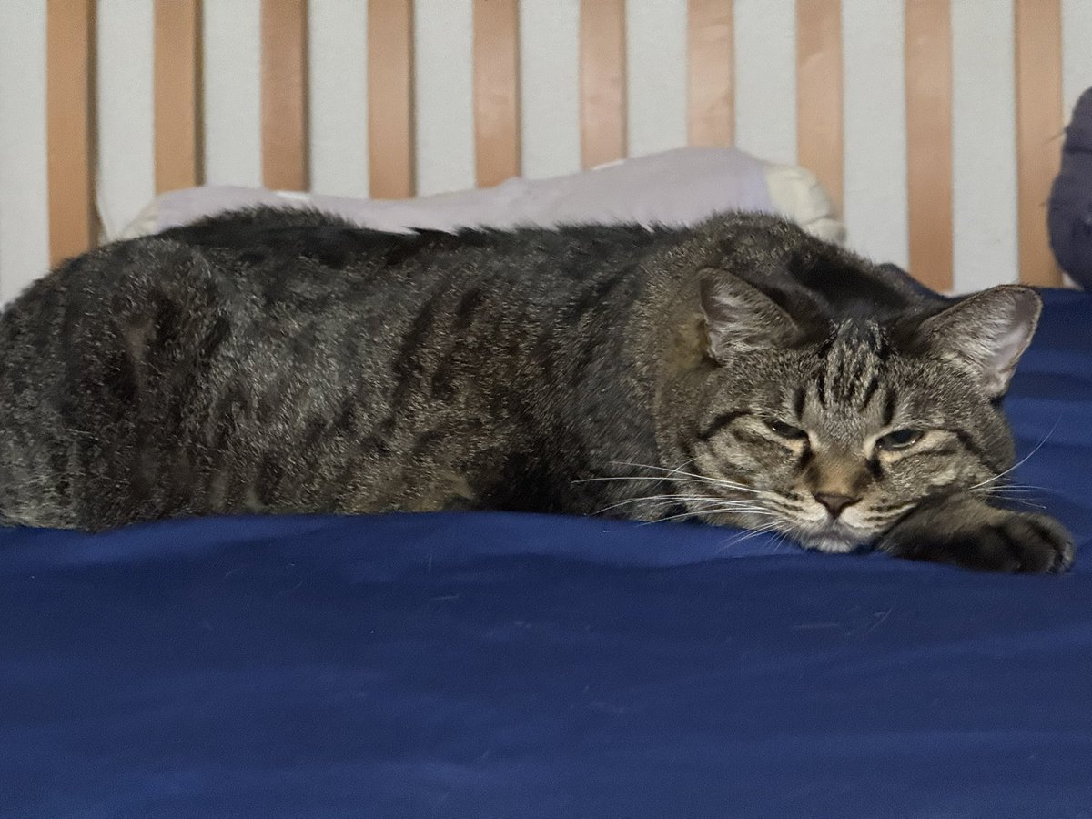 だんごちゃん

今週1週間頑張りましょう！

#猫好きさんと繋がりたい
#猫のいる暮らし
#保護猫