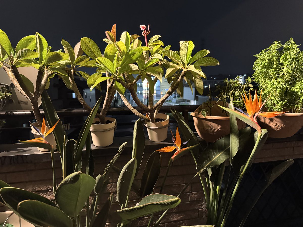 attsu_u's tweet image. 2023年4月10日に2鉢いただき1年後→2024年4月27日に株分で3鉢、2025年株分けした1鉢が枯れた。残り2鉢から今年は4本咲くメモ。2025年9月22日 #ベランダ栽培 3階→7月中旬にで出した蕾ここまで育つのに2か月、去年と同時期→ #バードオブパラダイス（ #ストレリチア ） #birdofparadise #極楽鳥花