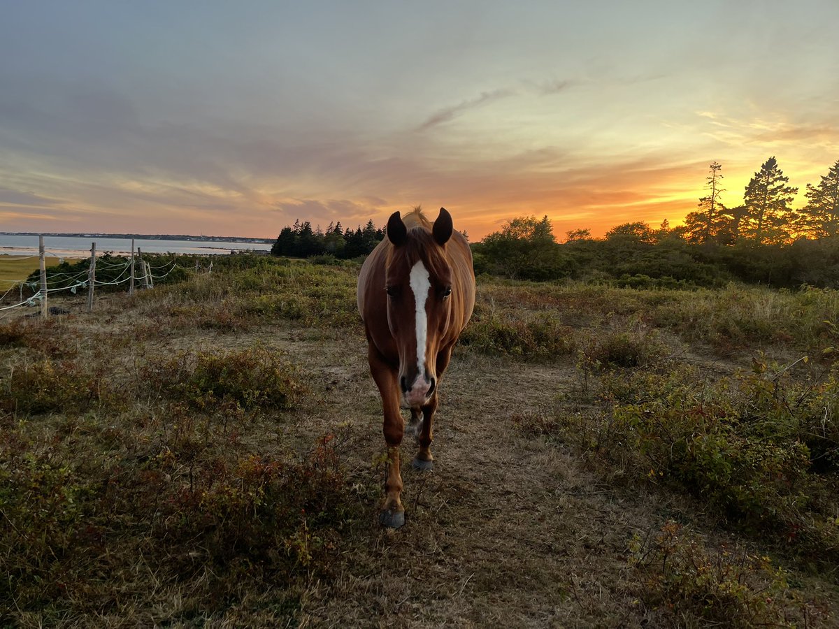 Kelly (Hartley) Nickerson (@khovhorses) on Twitter photo 