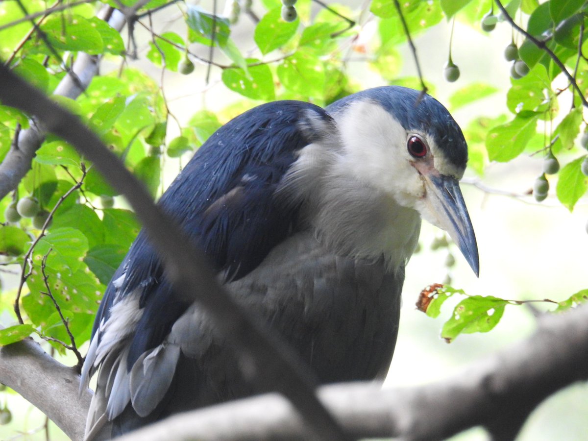 Toritori216's tweet photo. ゴイサギ
#鳥 #野鳥 #サギ #ゴイサギ https://t.co/CJZ1dGNOdF