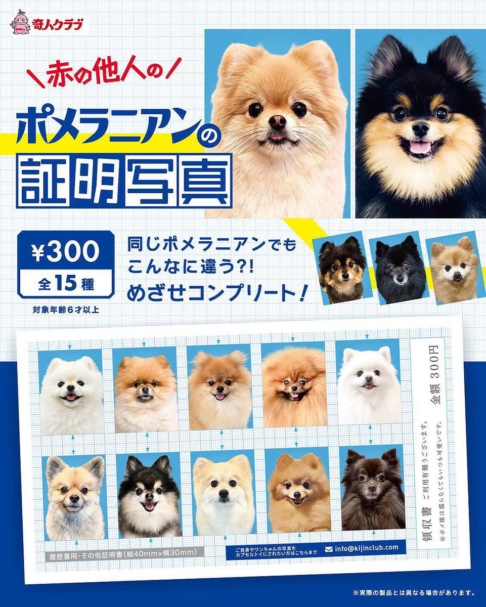 ポメラニアンの人専用 赤の他人のポメラニアンの証明写真に ことも選んでいただきました
