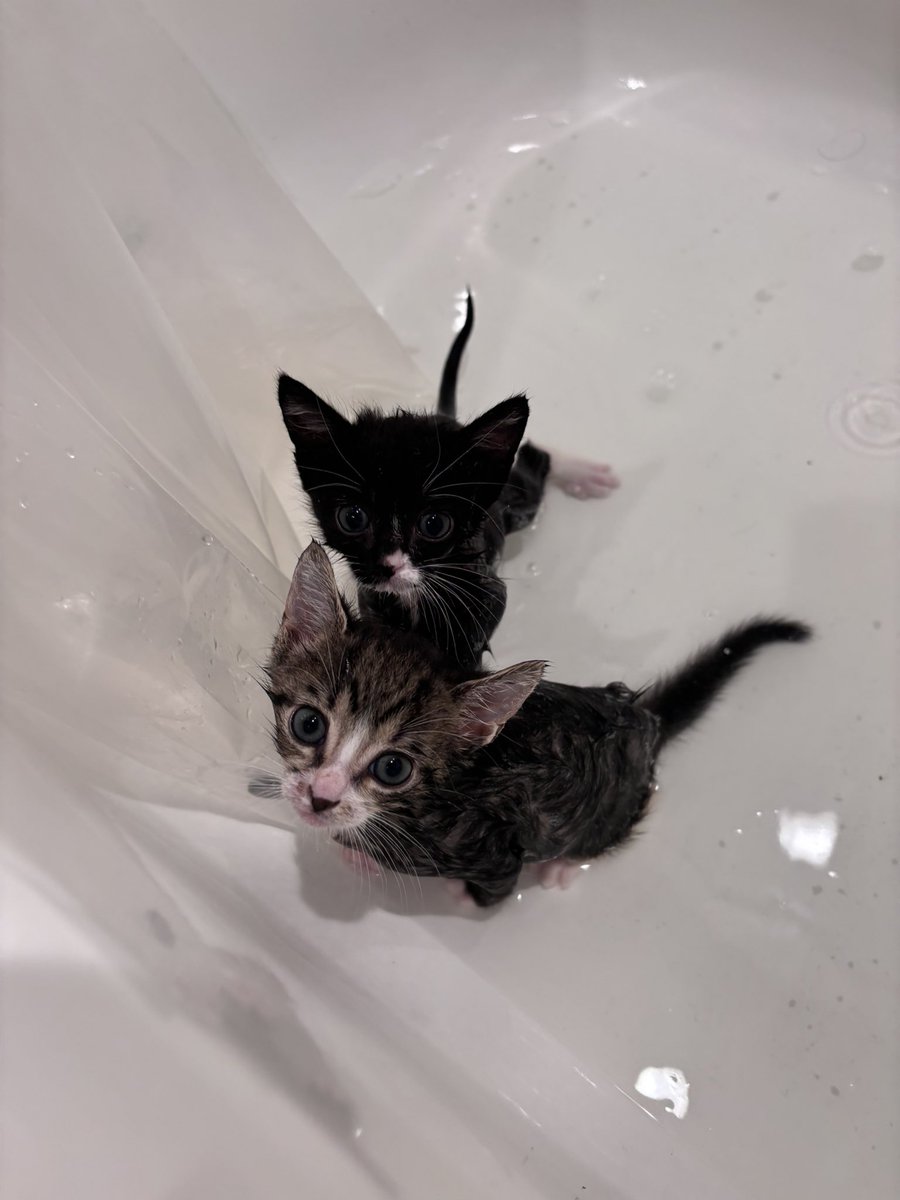 thatwitchygeek's tweet image. I can’t believe it’s been a year since I stole these heathens from @LINDSYL00 😭😭