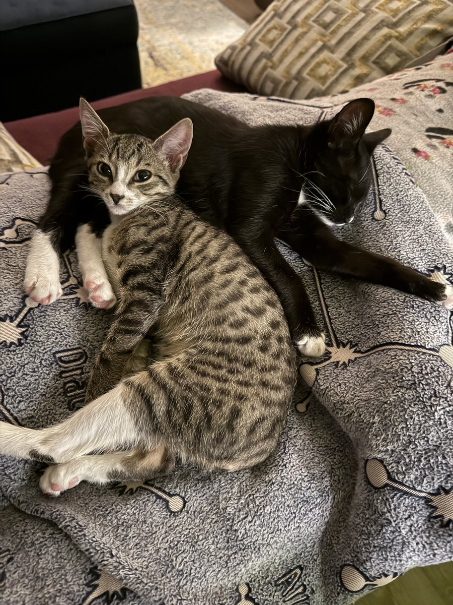 thatwitchygeek's tweet image. I can’t believe it’s been a year since I stole these heathens from @LINDSYL00 😭😭