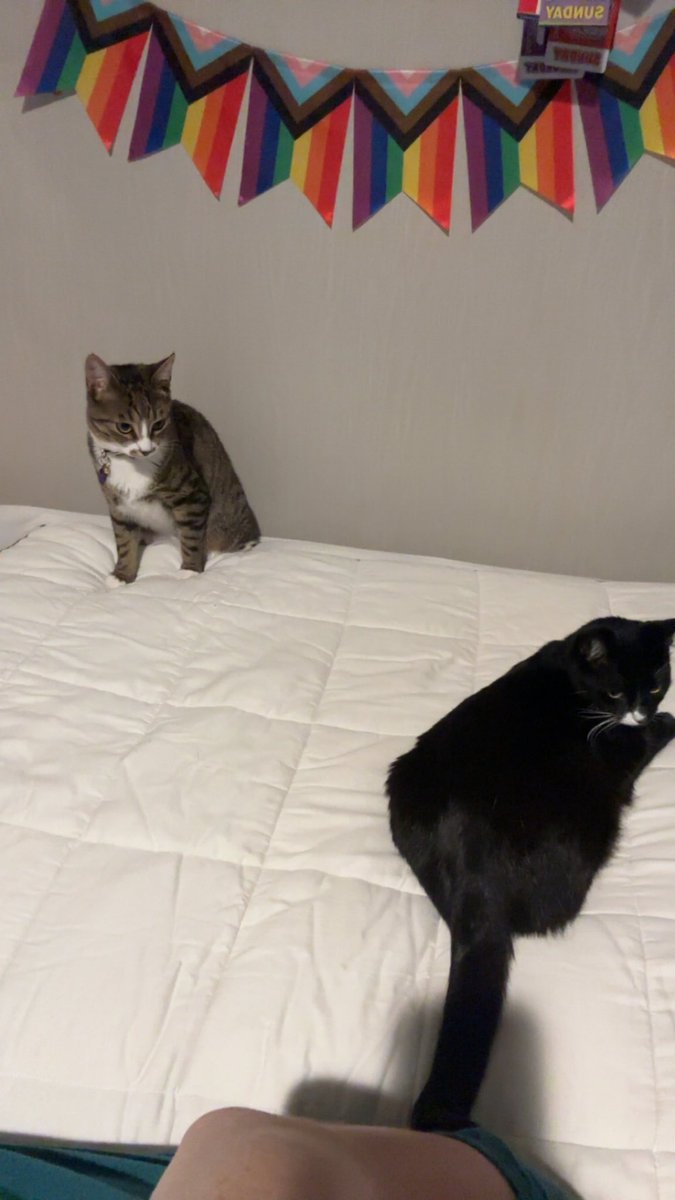 thatwitchygeek's tweet image. I can’t believe it’s been a year since I stole these heathens from @LINDSYL00 😭😭