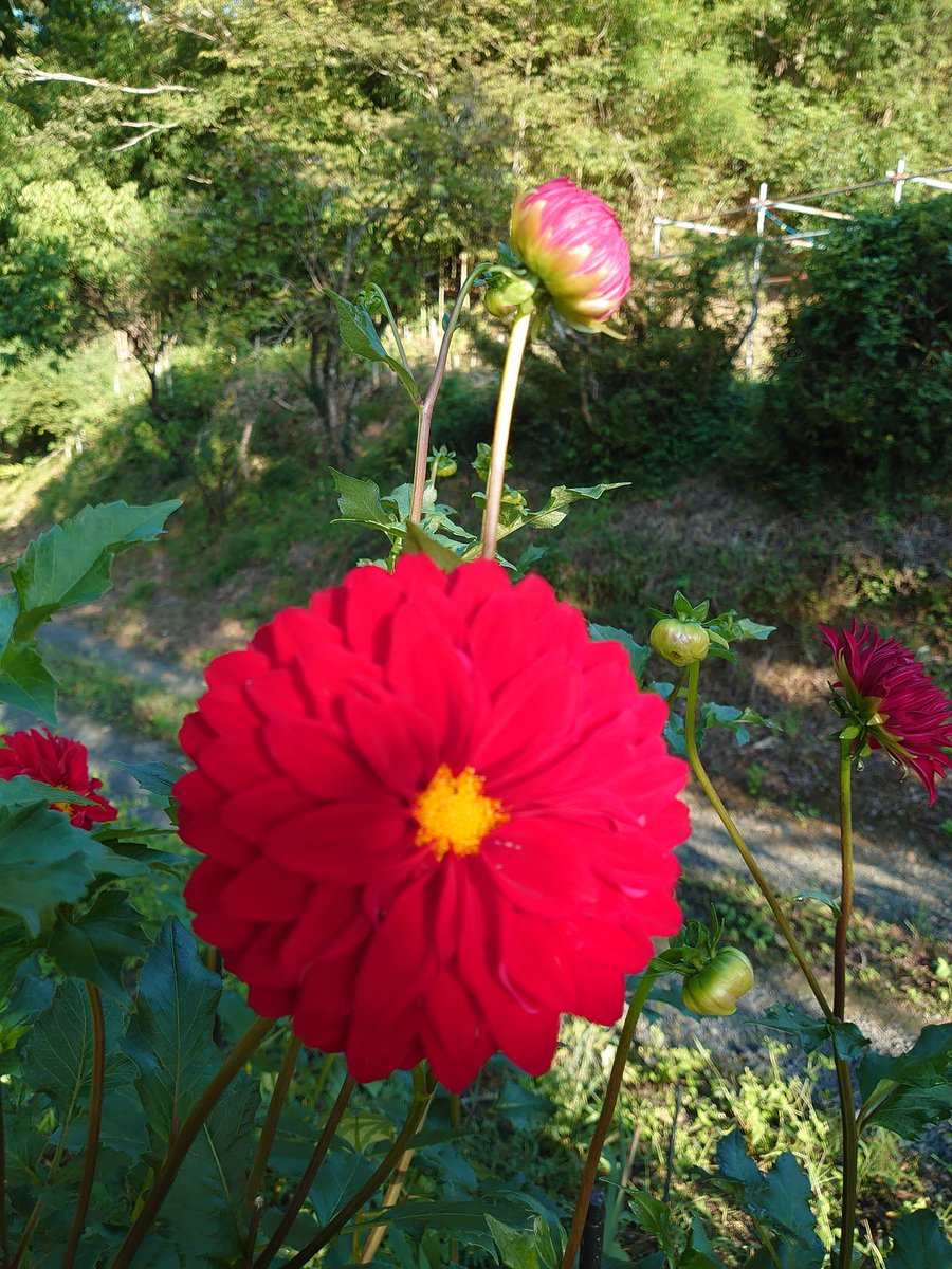 夏の暑さにも負けず今尚優雅に咲いてるダリア達✨️
これからの季節、春の花球根植付けがスタート！
忙しく楽しい時間🎶
明日は、菜園作業かなぁ…

#ガーデニング 
#TLを花でいっぱいにしよう 
#ダリア