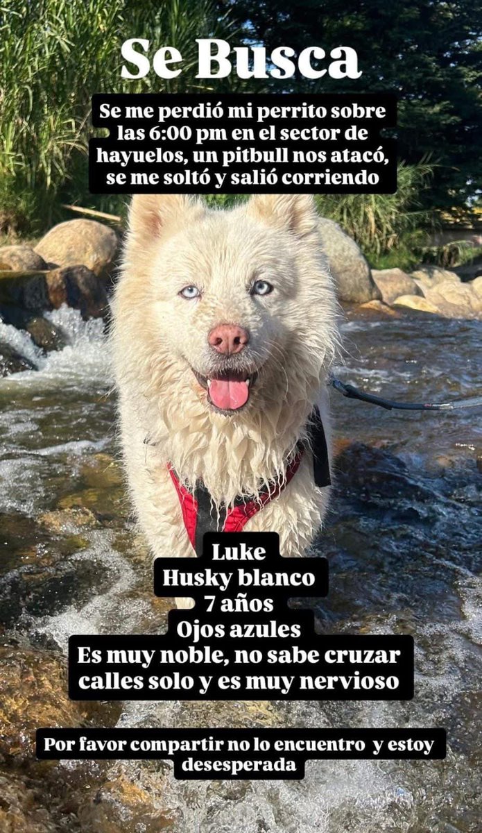 🆘Su familia busca a Luke 🐶, desde el 21 de septiembre en Hayuelos, Bogotá, por favor compartamos 🙏

<a href="/MONYRODRIGUEZOF/">MÓNICA RODRÍGUEZ 🐤</a> <a href="/margaritavela/">Margarita Vela 🌳🍀🌽🌼</a> <a href="/Marce_Tabares/">Marce Tabares 🐶</a> <a href="/piedrahitangela/">Ángela Piedrahita 🐤</a> <a href="/DanielSamperO/">Daniel Samper Ospina</a> <a href="/HELIODOPTERO/">Gonzalo Guillén</a> @coraimatorresd <a href="/patrulleroefra/">Efrain Arce</a> <a href="/laurarubiogu/">Laura Rubio</a> <a href="/darcyquinnr/">Darcy Quinn</a>