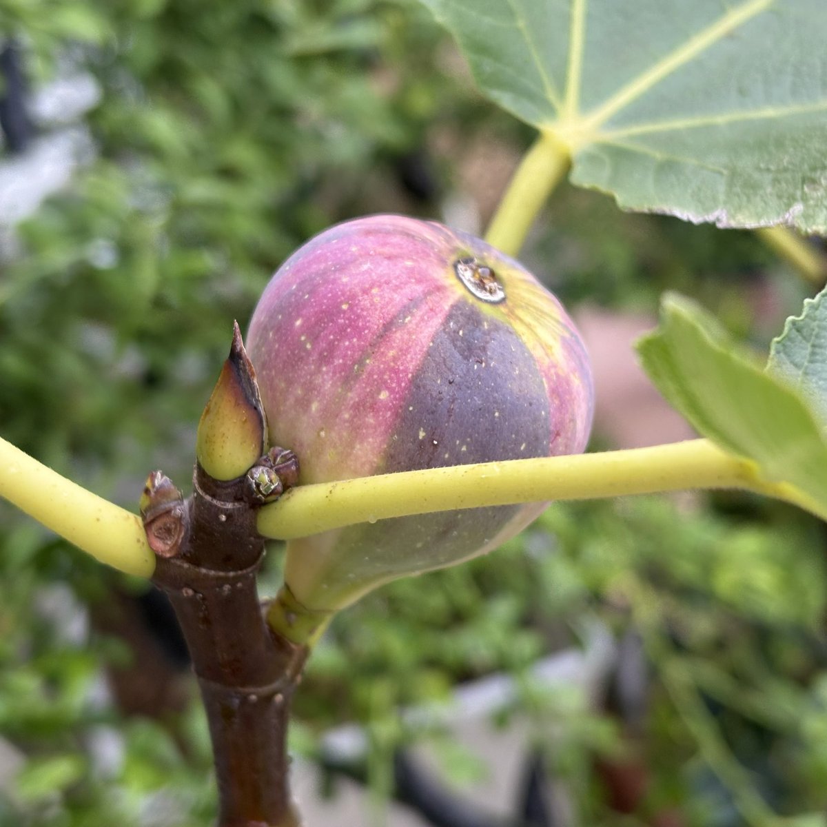 いちじくページ 000000011941-01-l.jpg?t=