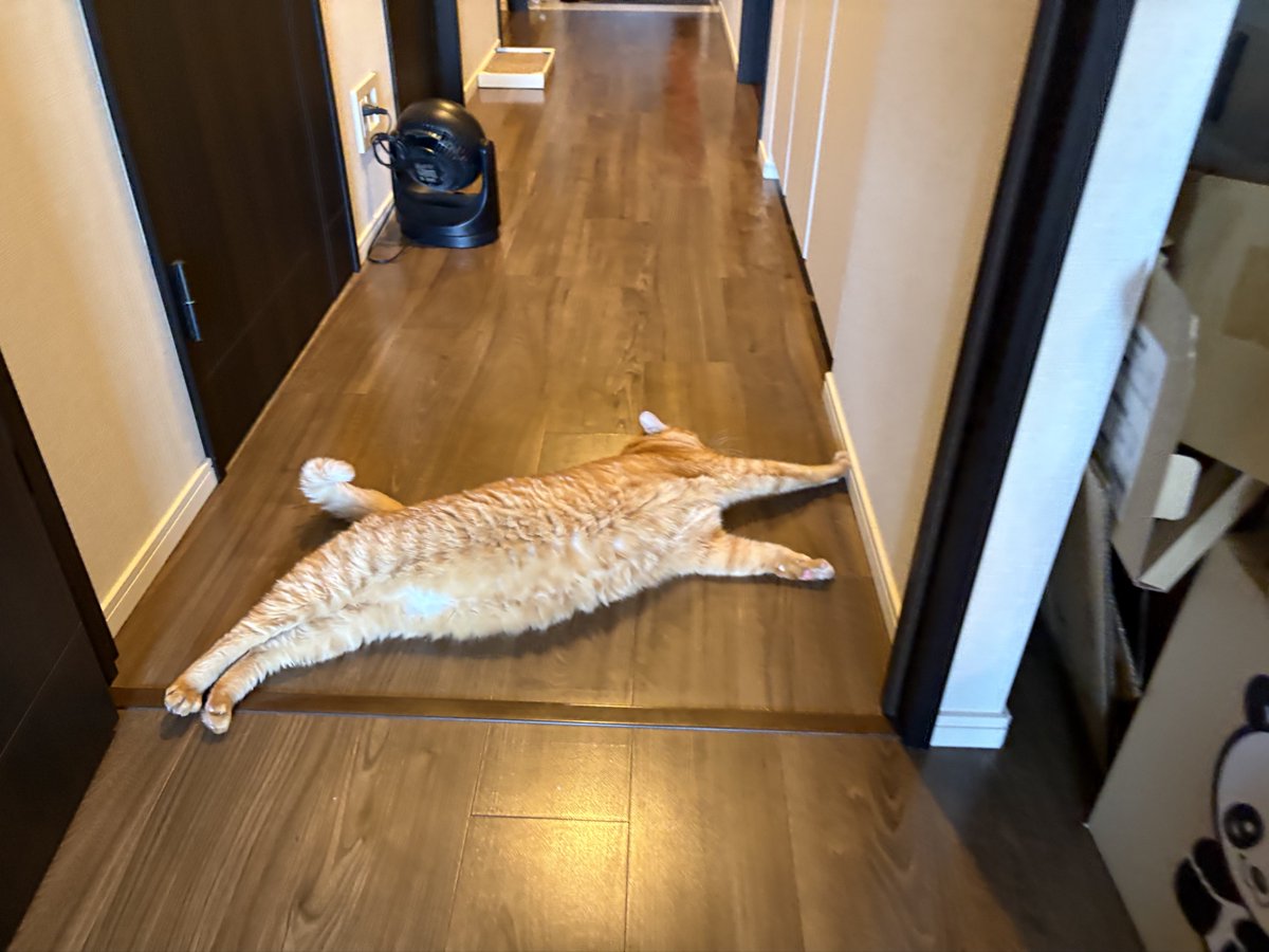おはようございます。
通勤妨害キャットです。