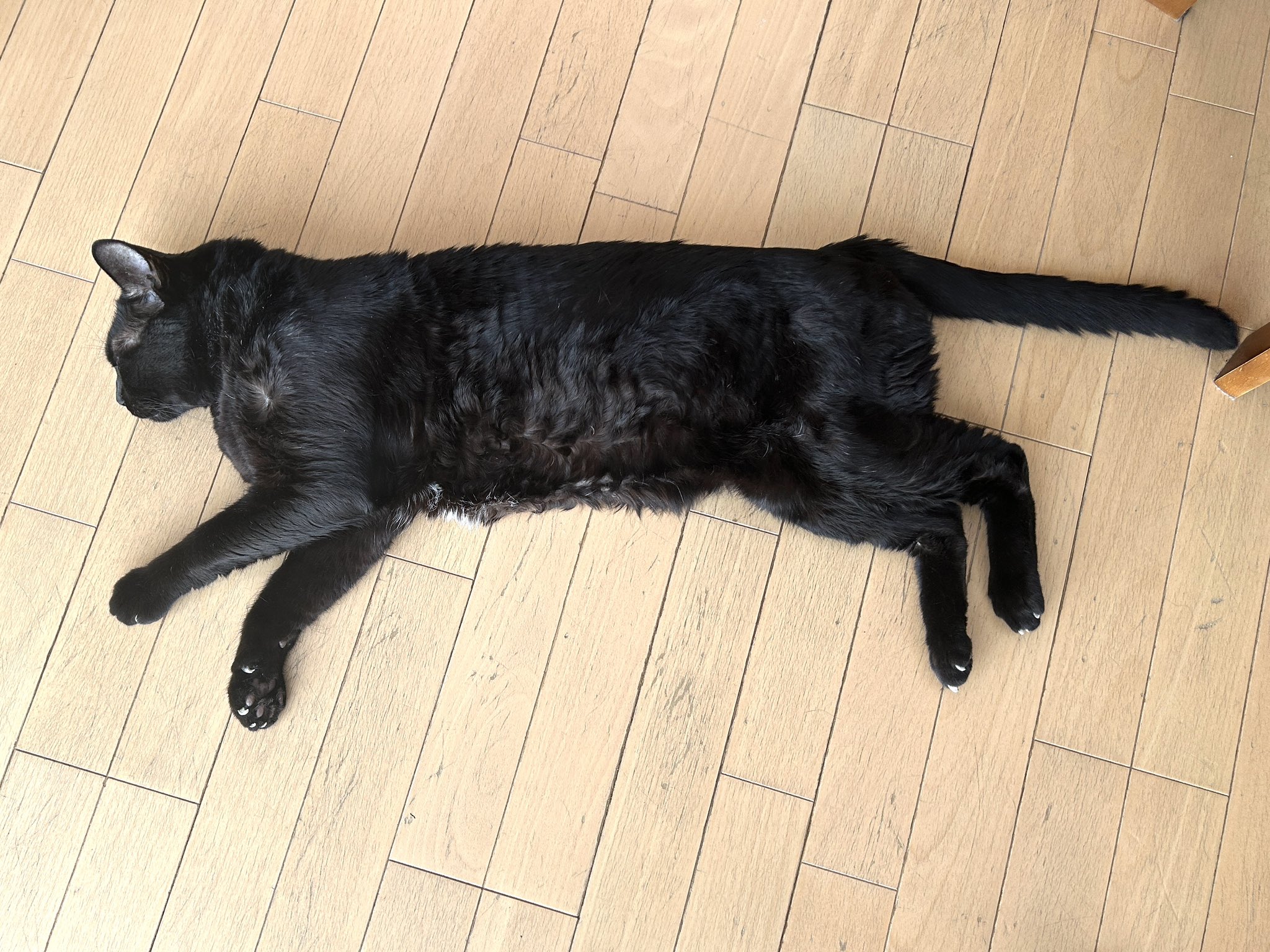 「黒猫みんと」のみ 黒猫みんと」のみ 6875ae3262b31adfbeba0712d1a109