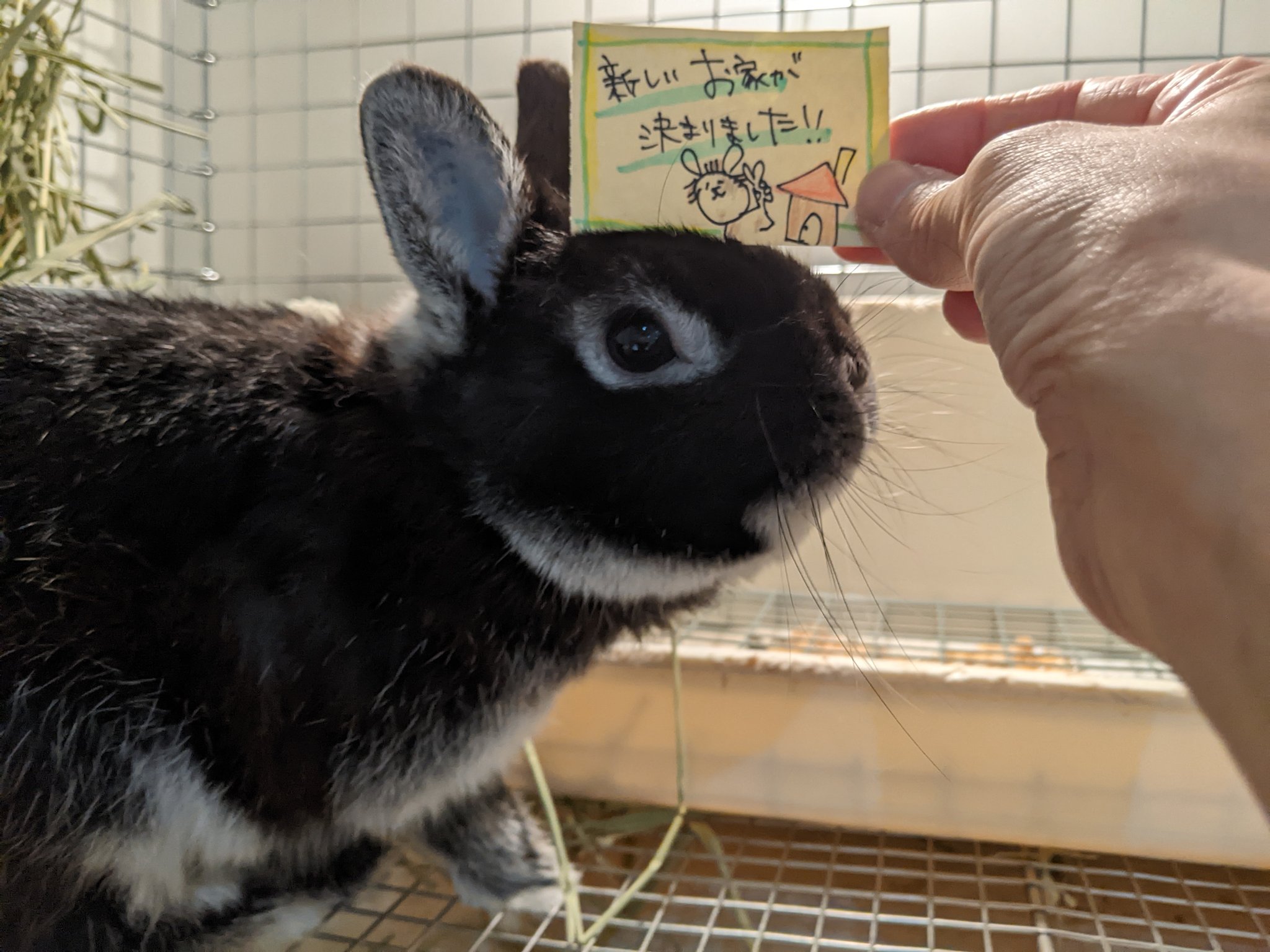 大型うさぎ専門店 RABBIT PUMPKIN on X: 