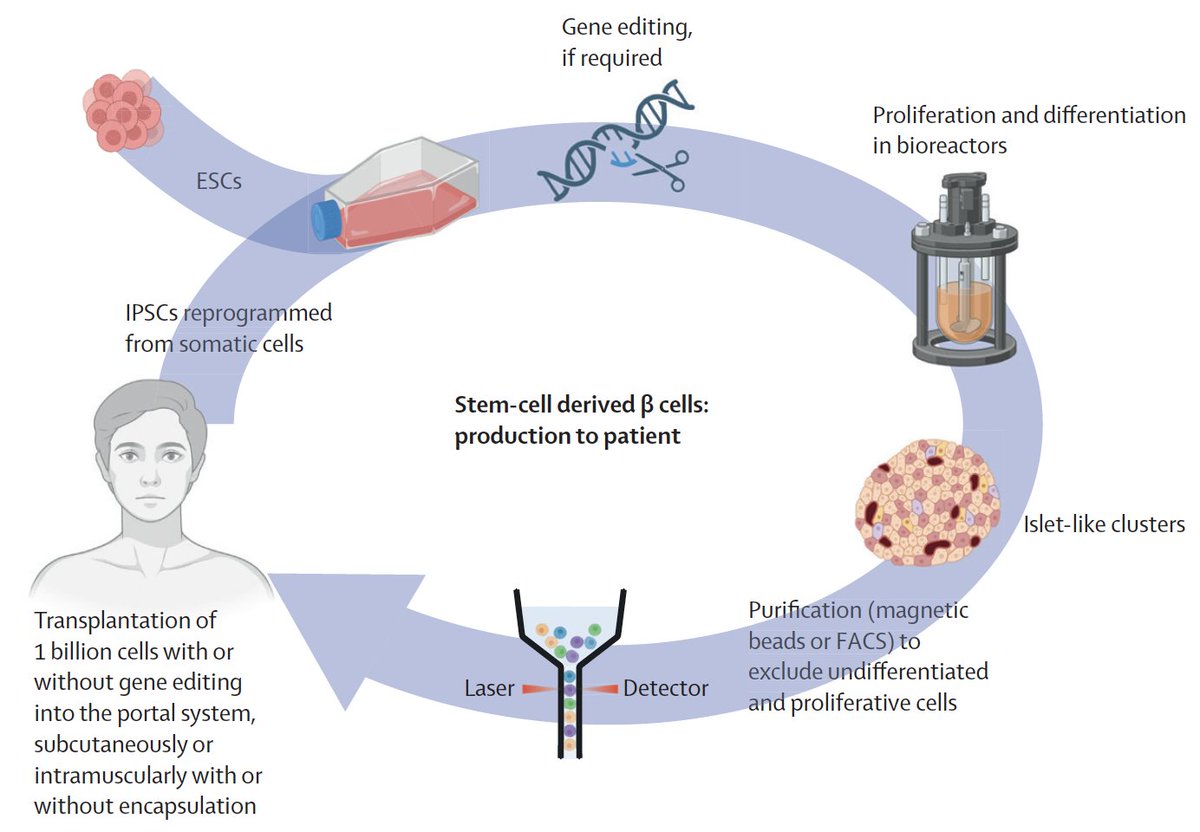EricTopol's tweet image. A new, tour de force review on the future approaches to treat and potentially cure Type 1 diabetes @TheLancet thelancet.com/journals/lance…