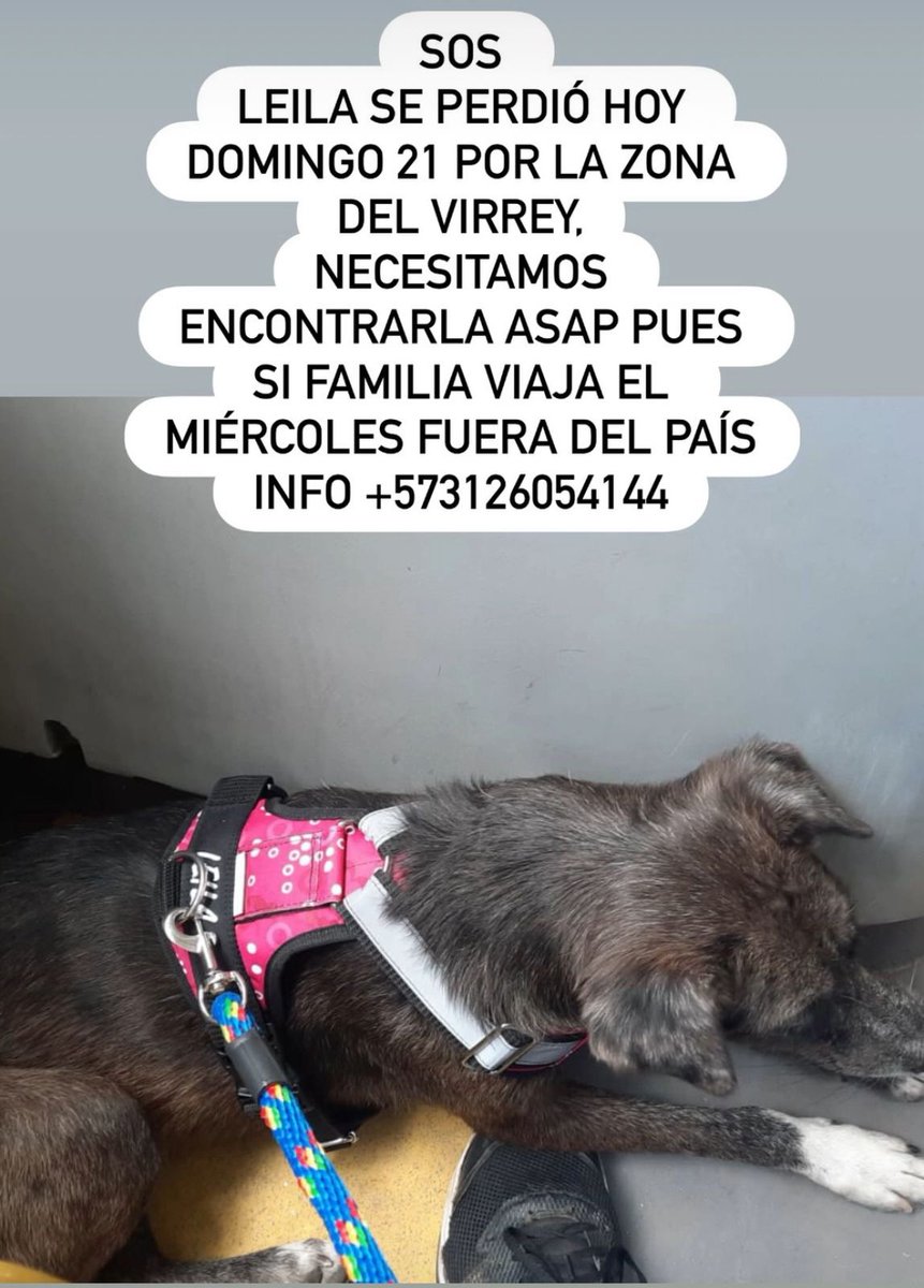 🆘🆘 #Leyla se perdió hoy, sept 21 cerca al parque #Virrey en #Bogotá ! Su familia la busca urgente! Ellos viajan el miércoles! Se agardece difusión e info 3126054144
<a href="/losbuscamos_col/">Animalitos Perdidos</a> <a href="/AnimalesBOG/">Protección Animal Bogotá</a> <a href="/MONYRODRIGUEZOF/">MÓNICA RODRÍGUEZ 🐤</a> <a href="/CamiloJaramill/">Camilo Jaramillo</a> <a href="/MarkLeeOficial/">Mark Lee</a> <a href="/akalapatriciam/">Erika Patricia</a> <a href="/PlataformaALTO/">Plataforma ALTO</a>