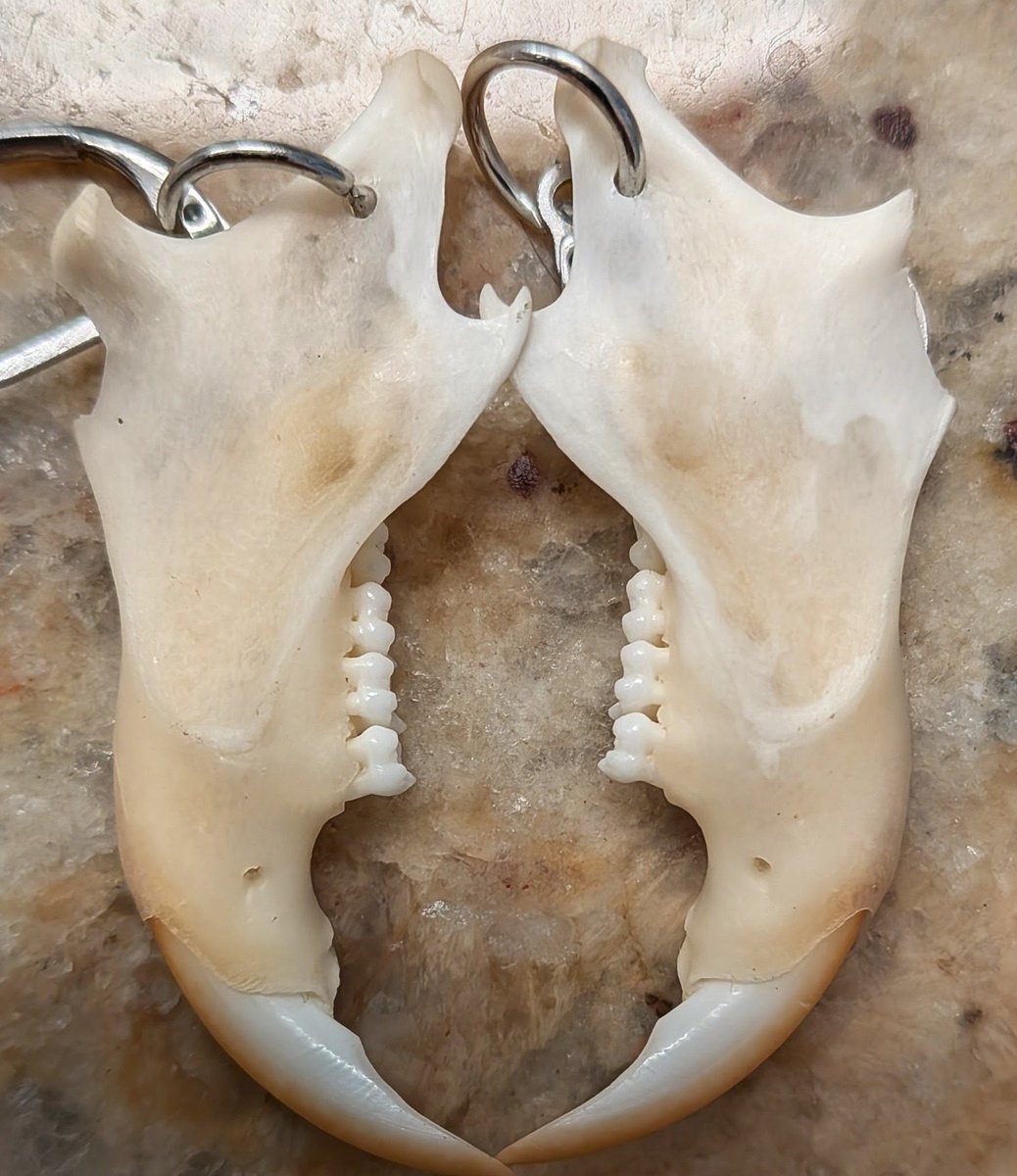 𝑴𝒐𝒎𝒎𝒚'𝒔 𝑳𝒊𝒕𝒕𝒍𝒆 𝑴𝒆𝒏𝒂𝒄𝒆 tweet media