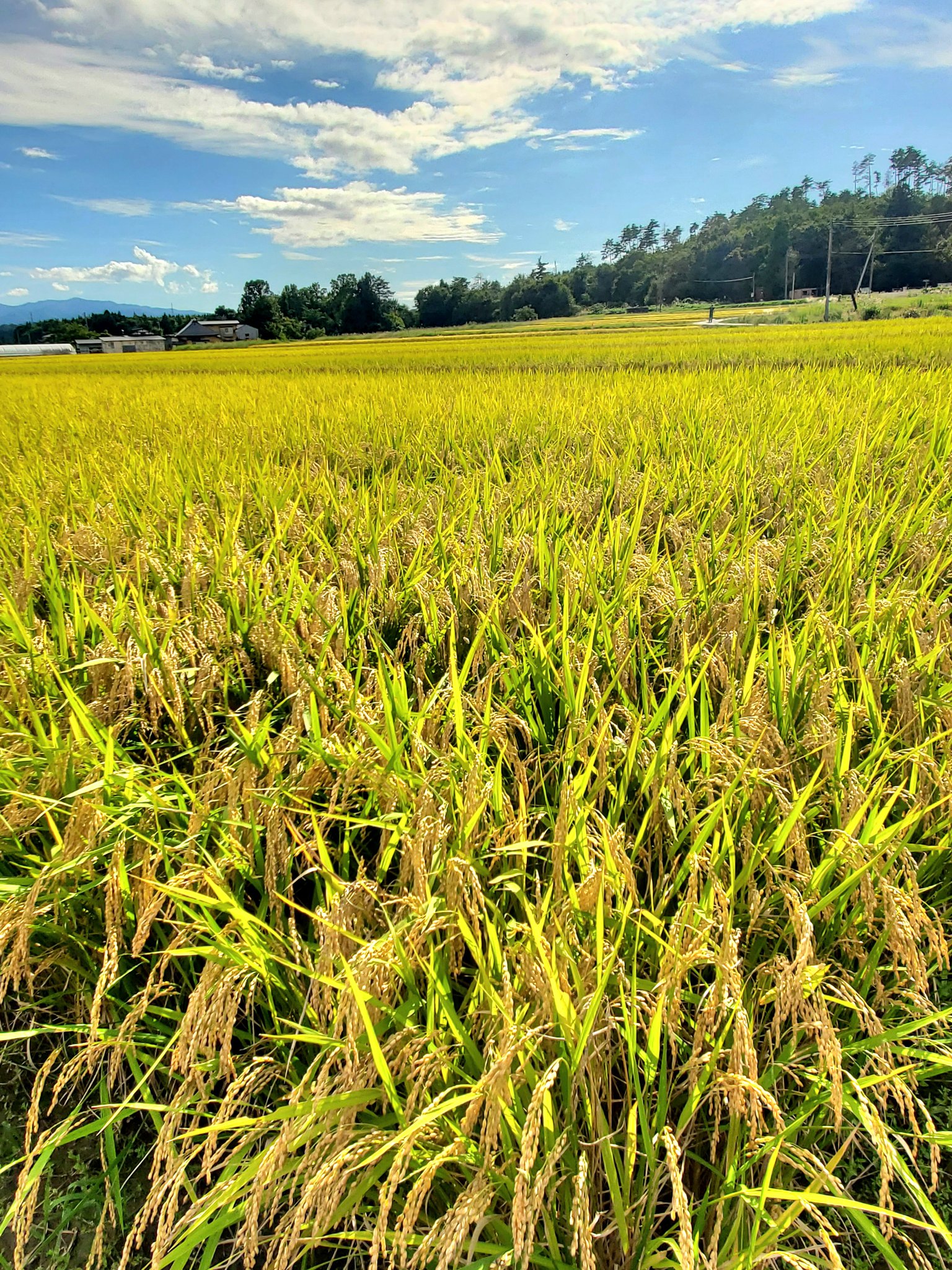 田んぼページ We have started cutting furrows. 39th day after rice