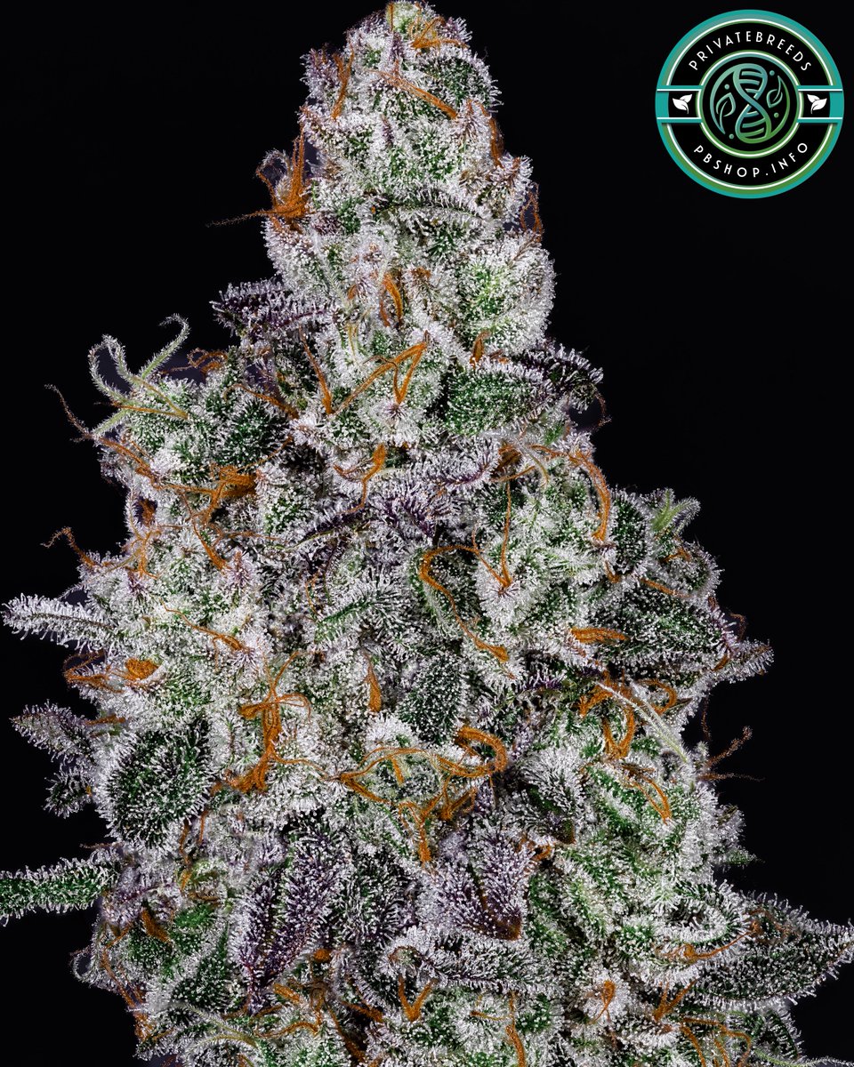 Privatebreeds tweet media