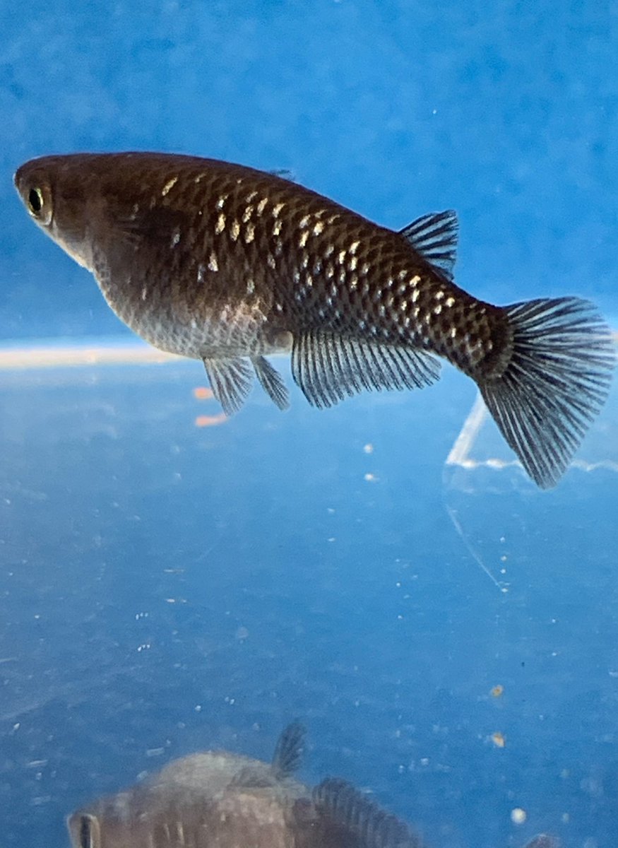 博多ちぇすめだか おはようございます☀ 昨日、ご来店頂いたお客様ありがとう