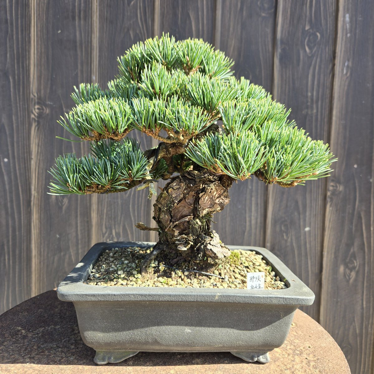 た*ー様 [大❗️サービスオークション❗️盆栽]伸びしろ有る品 た*ー様 [大❗️サービスオークション❗️盆栽]伸びしろ有る品 た*