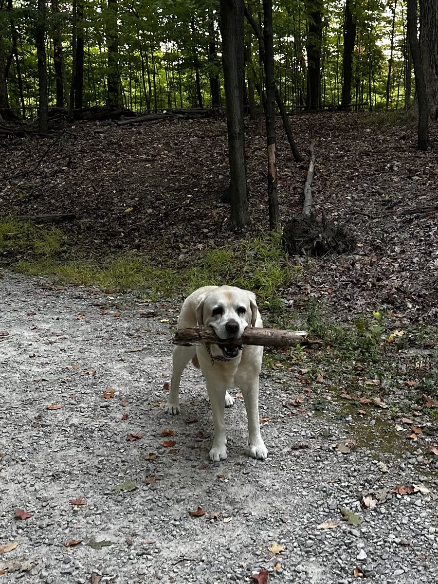 xvermonter61's tweet photo. Just a dog with his stick! #DogsofTwitter #SundayStick https://t.co/9qjPeY6TeH