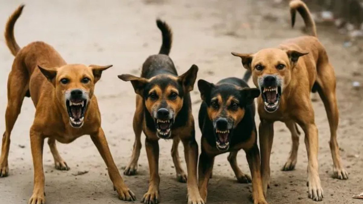 Hakkari'de Köpek saldırısıyla hayatını kaybeden Eslem için,
Yüksekova belediye başkanı, başkan yardımcıları, meclis üyeleri, veteriner işleri personellerine soruşturma izni verildi. 

Konya Karatay'da köpek saldırısıyla hayatını kaybeden Rana için ? 

<a href="/TC_icisleri/">T.C. İçişleri Bakanlığı</a> <a href="/AliYerlikaya/">Ali Yerlikaya</a>