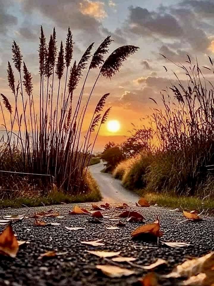 LejmanMargie's tweet photo. Good Evening 🍂🌾🍂
#sundaynight #fallsunset https://t.co/QPvHqcUhnx