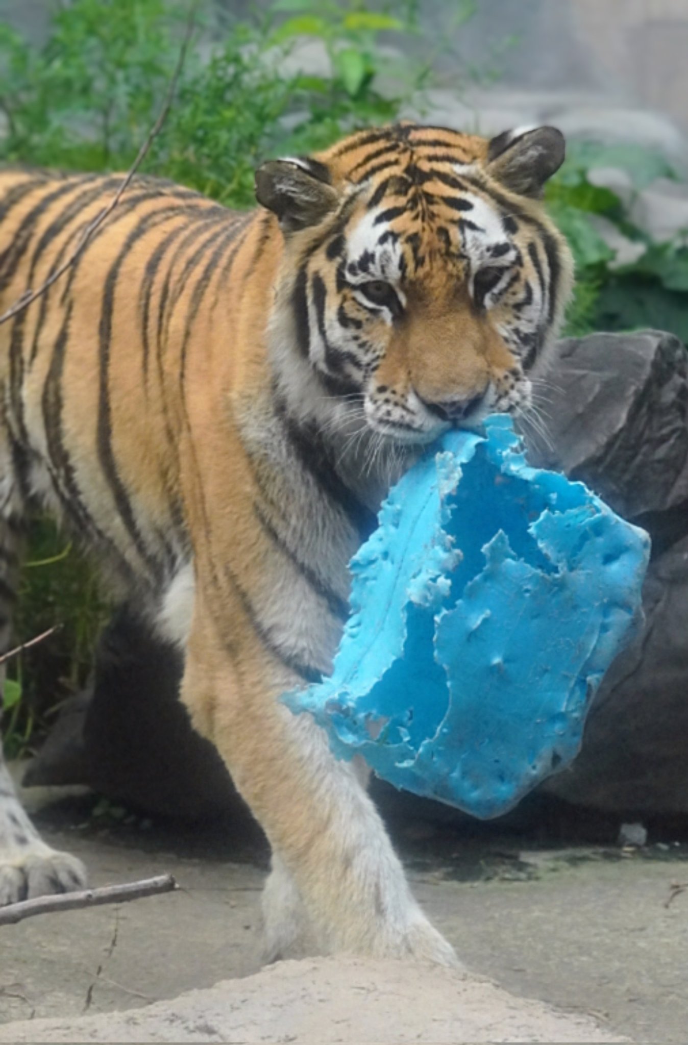 big cats lover (@bigcatslover17) / X