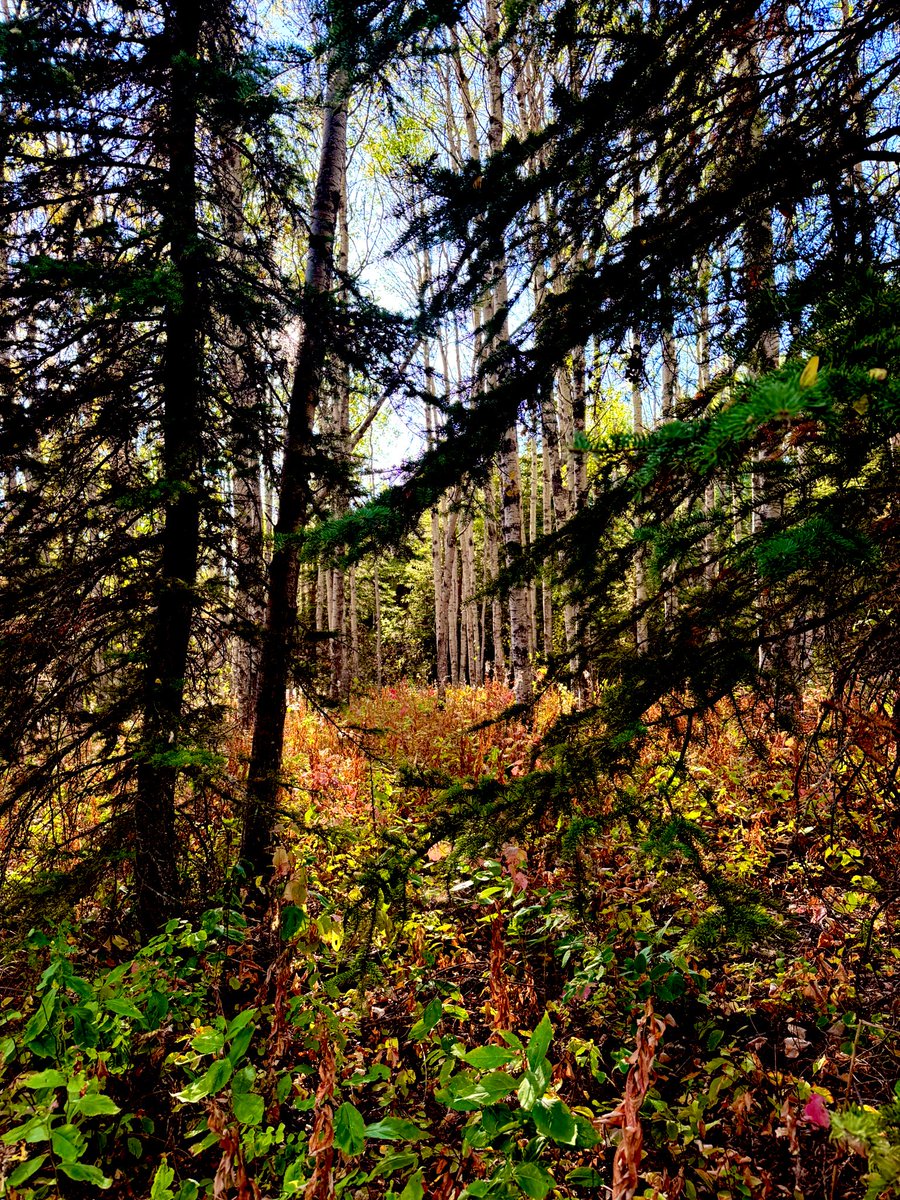 Cheryl Bozarth BSc🌎🌱🦉🇨🇦 (@cherylbozarth) on Twitter photo 