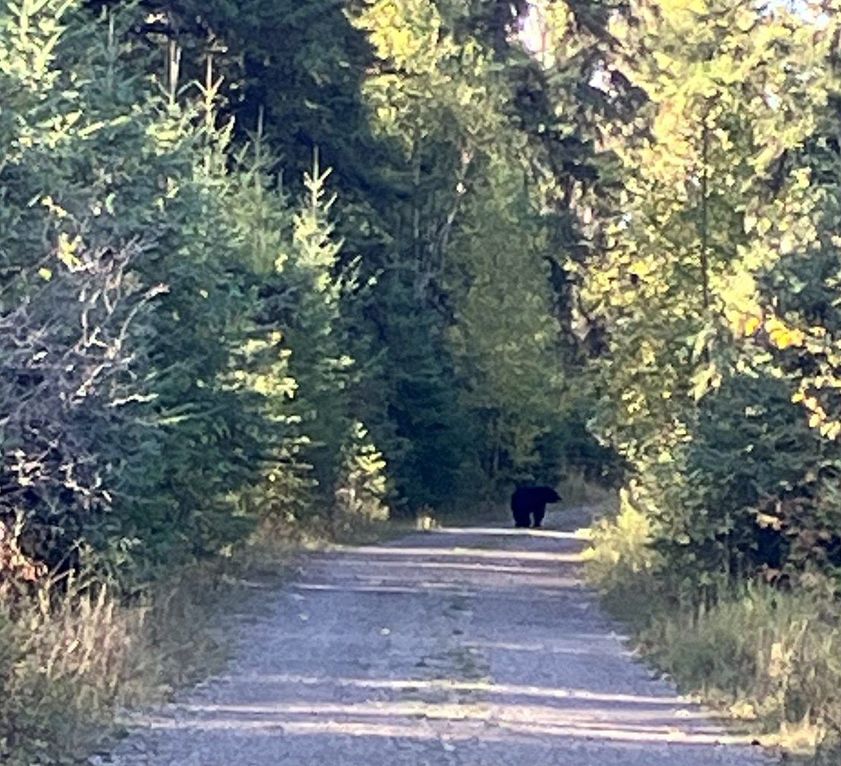 Black bear on the road at Wilson Park blocking our return. We had walked passed that spot less than 5 minutes before. We were forced to take an alternate route out of the park.