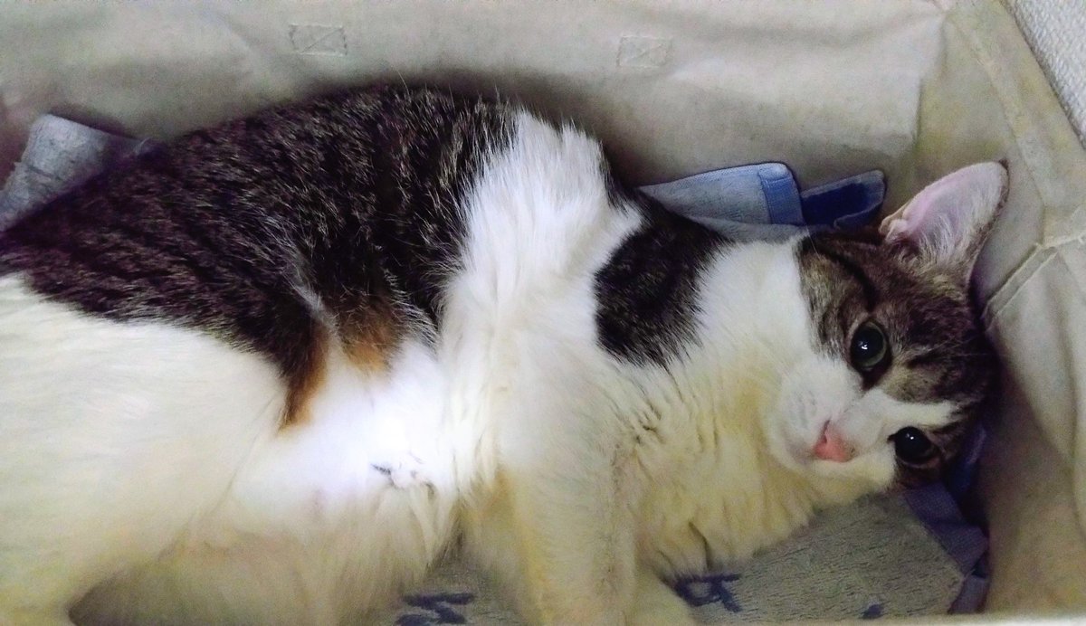猫柴です。 真柴あずき on X: 