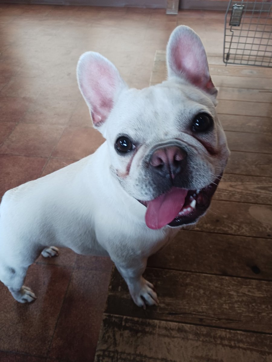 matsu02031's tweet photo. 昨日から泊まりのフレブル君
元気いっぱい
迫力あるお顔やね🐶 https://t.co/vJeLFN6SYr
