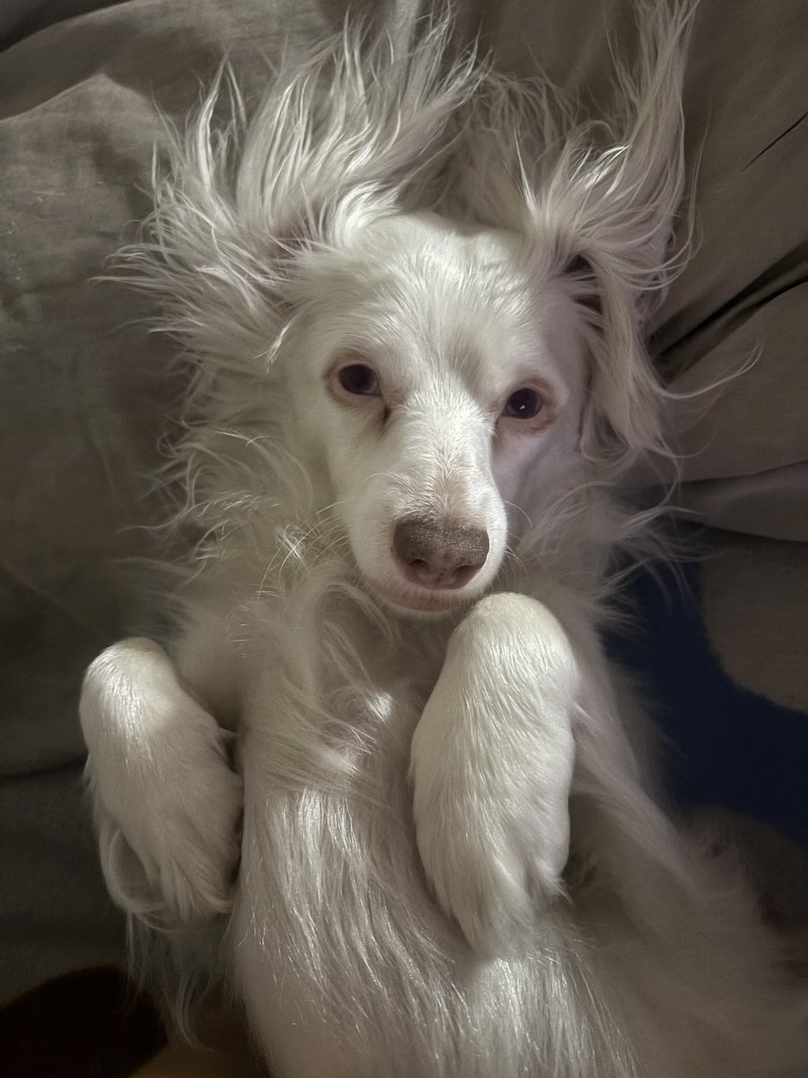 𝒞𝒽𝒾𝒸𝓀 𝐹𝓇𝑜𝓂 𝒪𝓃𝓉𝒶𝓇𝒾𝑜 tweet media