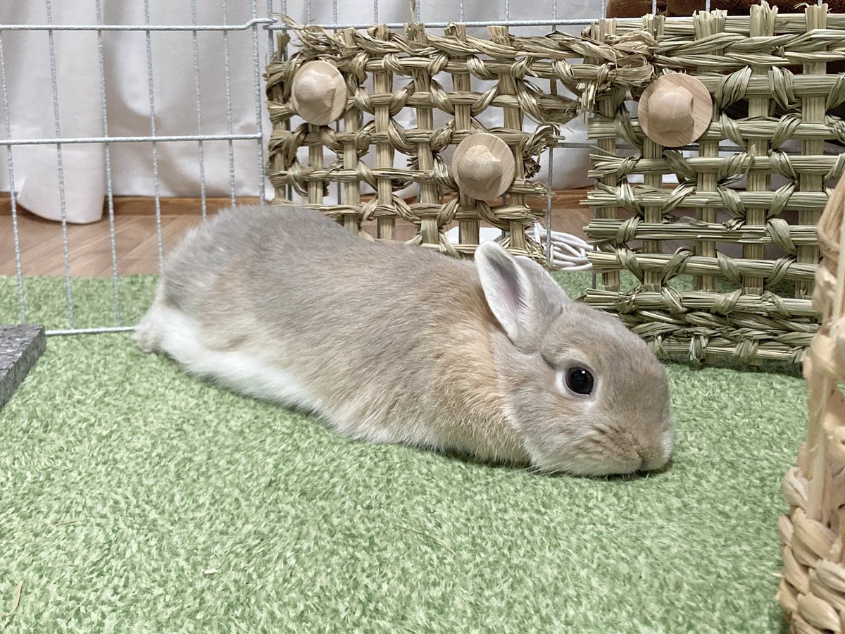 きなこ(呟き主：とん) (@0907kinako) / Posts / X