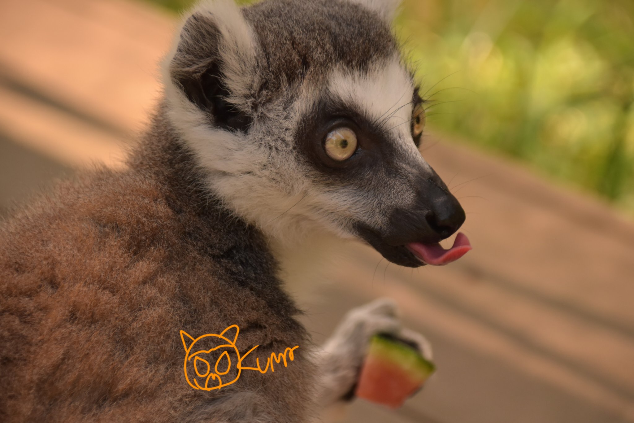 おくま おくま (@okuma096) / X