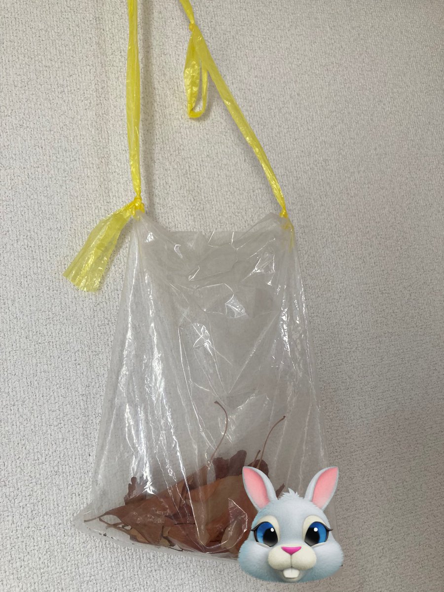 jw2_yume's tweet image. ただの落ち葉でさえ子供が頑張って幼稚園で拾ったと思うと捨てれなくて数年…
子供本人は見向きもしないしもはや忘れてると言うのに😂😂
