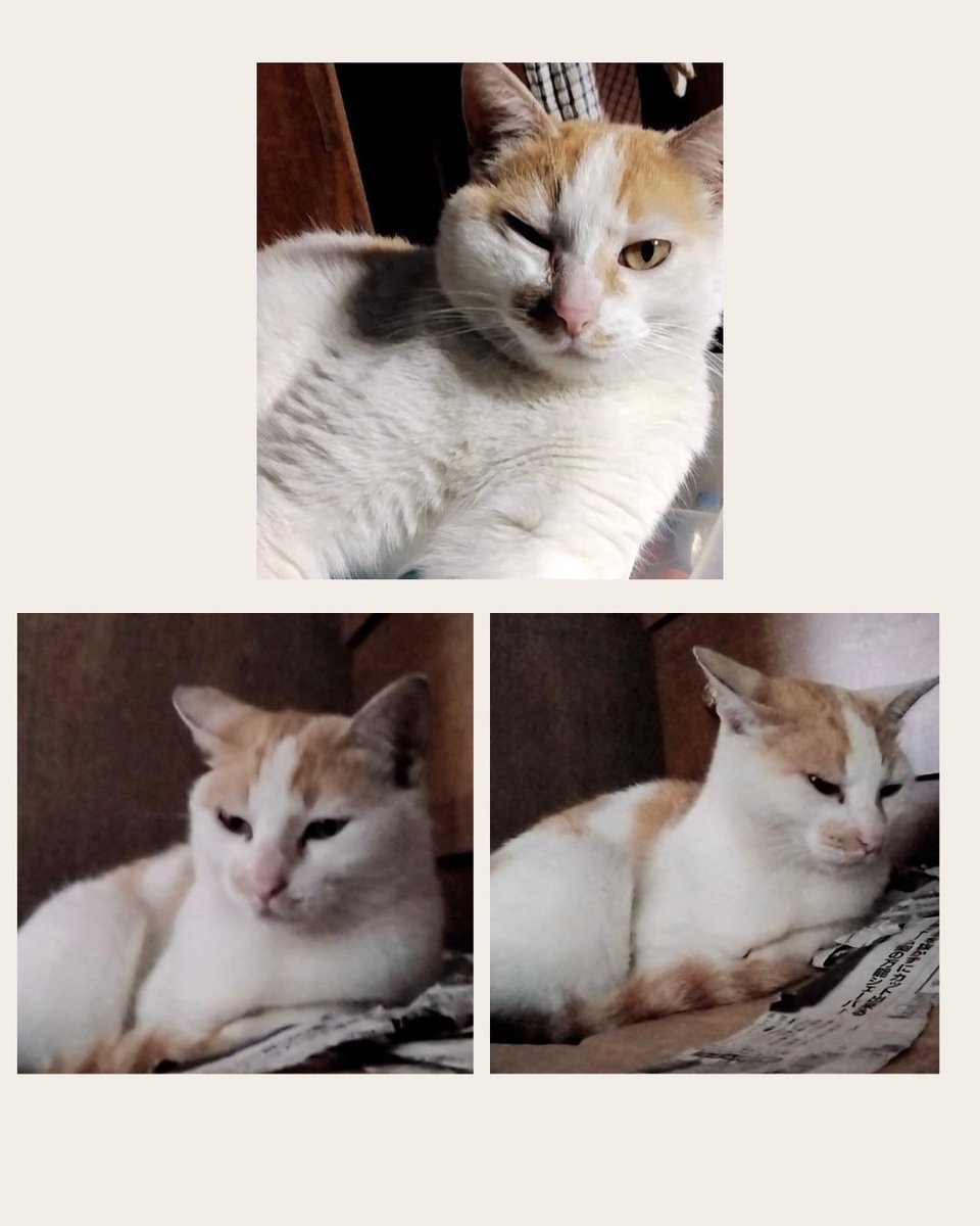 新潟動物ネットワーク tweet media