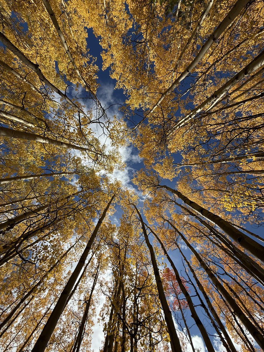 Near-peak colors on the south side of Guanella Pass today (Abyss trail)! 

📸: Matt Piechota 

#COwx