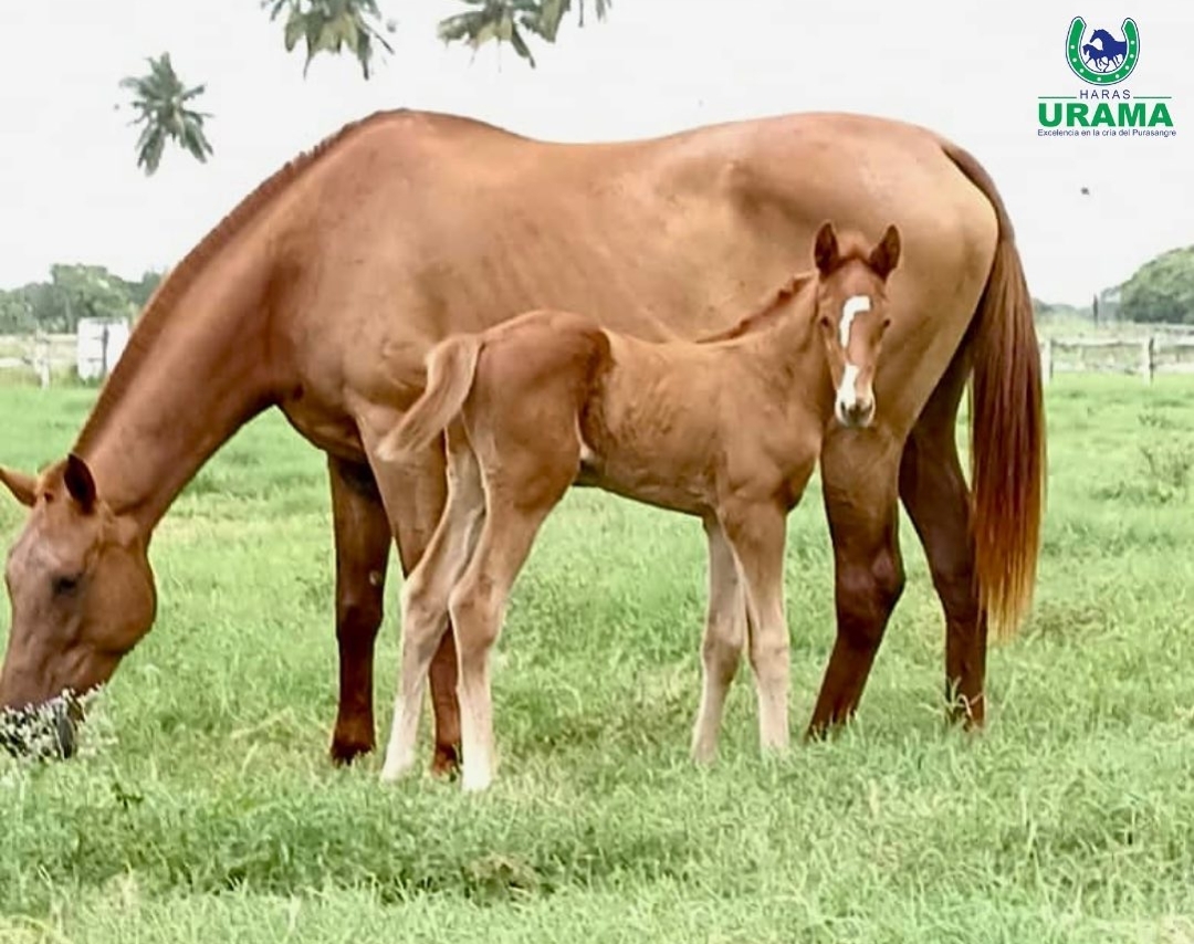 Este potrillo es BUNKER, el ganador del Clásico Victoreado (G2). Hijo de Constructor White (Tapit).

Foto <a href="/HarasUrama/">Haras Urama</a>