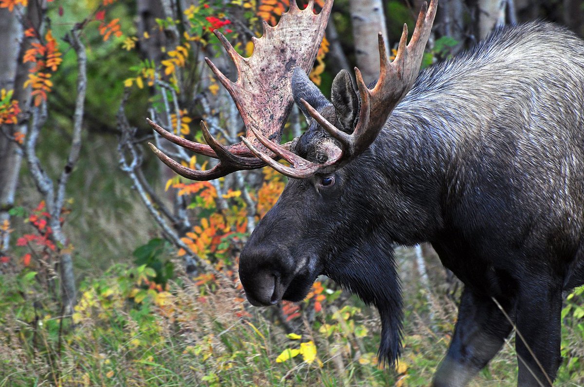 ムースの角（アラスカ）